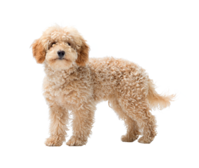 Cute Poodle dog looking at camera