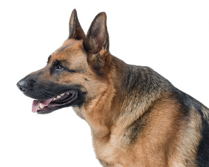 Portrait of a beautiful German Sheperd