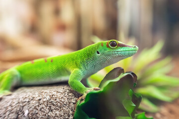 Close-up portrait of a beautiful Madagascar gecko Phelsuma