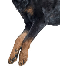 Rottweiler legs and paws close up