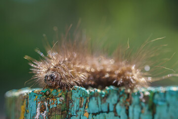 Caterpillar of Spilosoma urticae on a tree