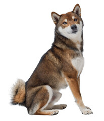 Portrait of a beautiful Shiba Inu, dog breed