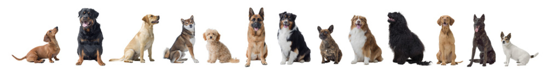 Different dogs sitting on white background
