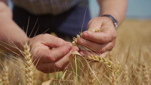 Farmer inspecting wheat grain with his hands while standing in his crops