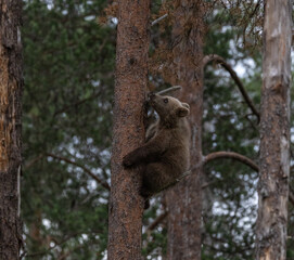 Eurasian brown bear - Ursus arctos arctos