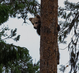 Eurasian brown bear - Ursus arctos arctos