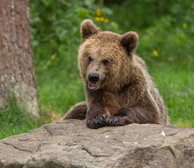 Fototapeta premium Eurasian brown bear - Ursus arctos arctos