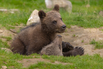 Fototapeta premium Eurasian brown bear - Ursus arctos arctos