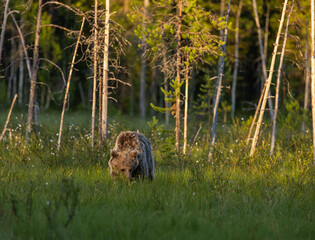 Eurasian Brown Bear - Ursus arctos arctos