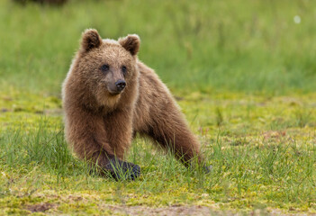 Fototapeta premium Eurasian Brown Bear - Ursus arctos arctos