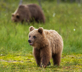 Fototapeta premium Eurasian Brown Bear - Ursus arctos arctos