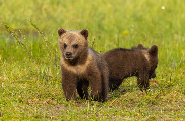 Obraz premium Eurasian Brown Bear - Ursus arctos arctos