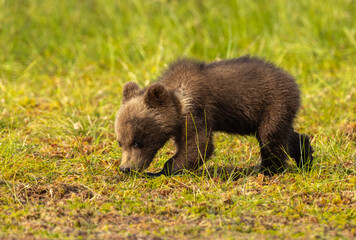Eurasian Brown Bear - Ursus arctos arctos