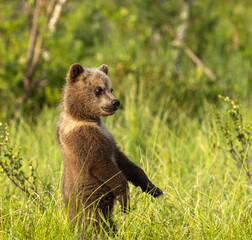 Fototapeta premium Eurasian Brown Bear - Ursus arctos arctos