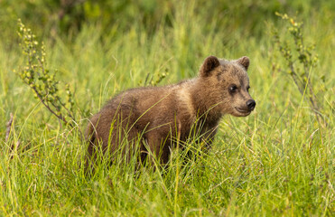 Fototapeta premium Eurasian Brown Bear - Ursus arctos arctos