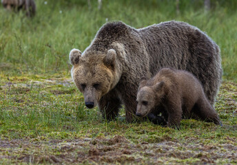 Eurasian Brown Bear - Ursus arctos arctos