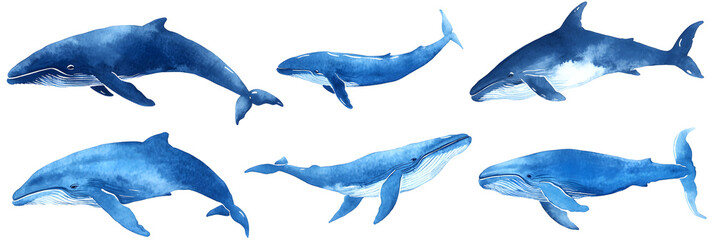 Blue whale isolate on Transparency Background