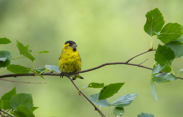 Eurasian siskin - Spinus spinus