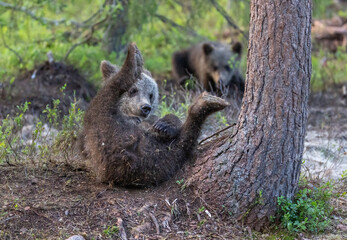 Eurasian brown bear - Ursus arctos arctos