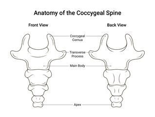 Anatomy of the Coccygeal Spine Simple Design