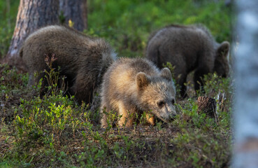 Eurasian brown bear - Ursus arctos arctos
