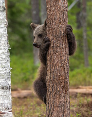 Eurasian brown bear - Ursus arctos arctos