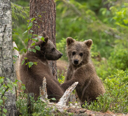Eurasian brown bear - Ursus arctos arctos
