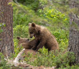 Obraz premium Eurasian brown bear - Ursus arctos arctos