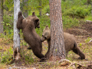 Eurasian brown bear - Ursus arctos arctos