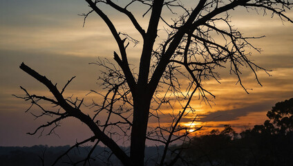 Black silhouette of tree branch 