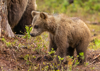 Eurasian brown bear - Ursus arctos arctos