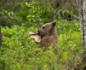 Eurasian brown bear - Ursus arctos arctos