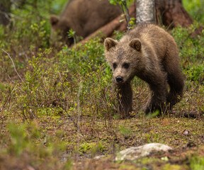 Eurasian brown bear - Ursus arctos arctos