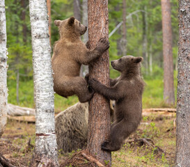 Obraz premium Eurasian brown bear - Ursus arctos arctos