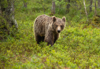 Eurasian brown bear - Ursus arctos arctos