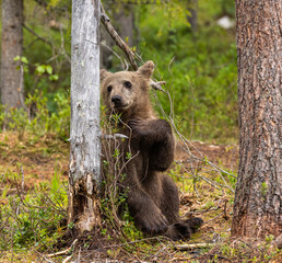 Eurasian brown bear - Ursus arctos arctos