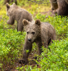 Eurasian brown bear - Ursus arctos arctos