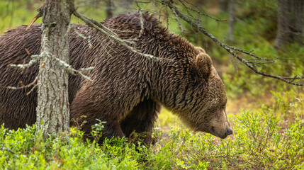 Eurasian brown bear - Ursus arctos arctos