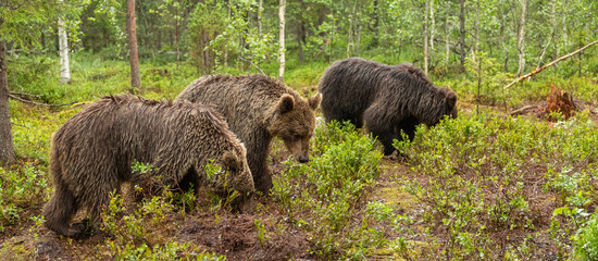 Eurasian brown bear - Ursus arctos arctos