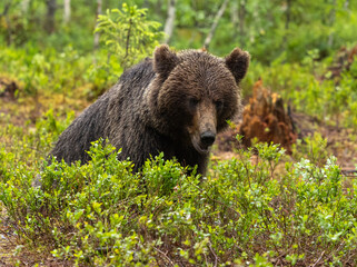 Eurasian brown bear - Ursus arctos arctos