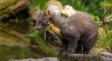 Pine marten - Martes martes