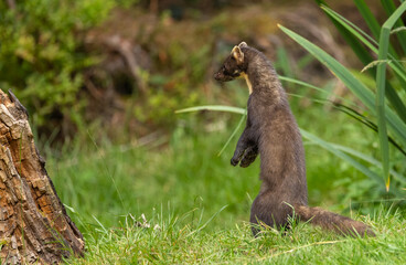 Pine marten - Martes martes