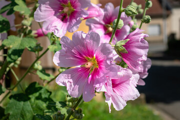 Pink hollyhock in a garden outdoors, alcea rosea, althaea rosea