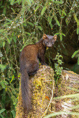 Pine marten - Martes martes