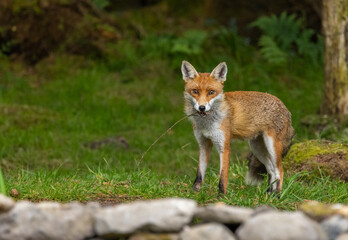 Red fox - Vulpes vulpes