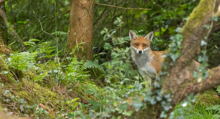 Red fox - Vulpes vulpes