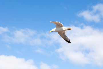 A seagull is gracefully soaring in a clear blue sky with a few scattered clouds on a sunny day, capturing the essence of freedom, peace, and nature in this serene view.