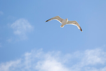 A seagull is gracefully soaring in a clear blue sky with a few scattered clouds on a sunny day, capturing the essence of freedom, peace, and nature in this serene view.