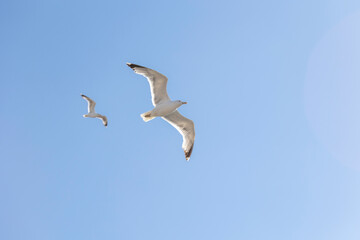 A seagull is gracefully soaring in a clear blue sky with a few scattered clouds on a sunny day, capturing the essence of freedom, peace, and nature in this serene view.