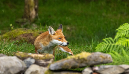 Red fox - Vulpes vulpes